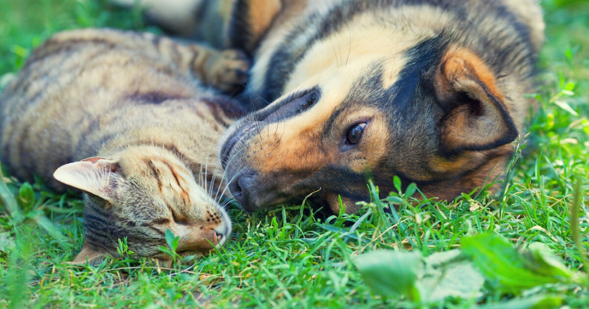 Peggy Adams Animal Rescue League urges South Florida pet owners to prepare hurricane disaster plans