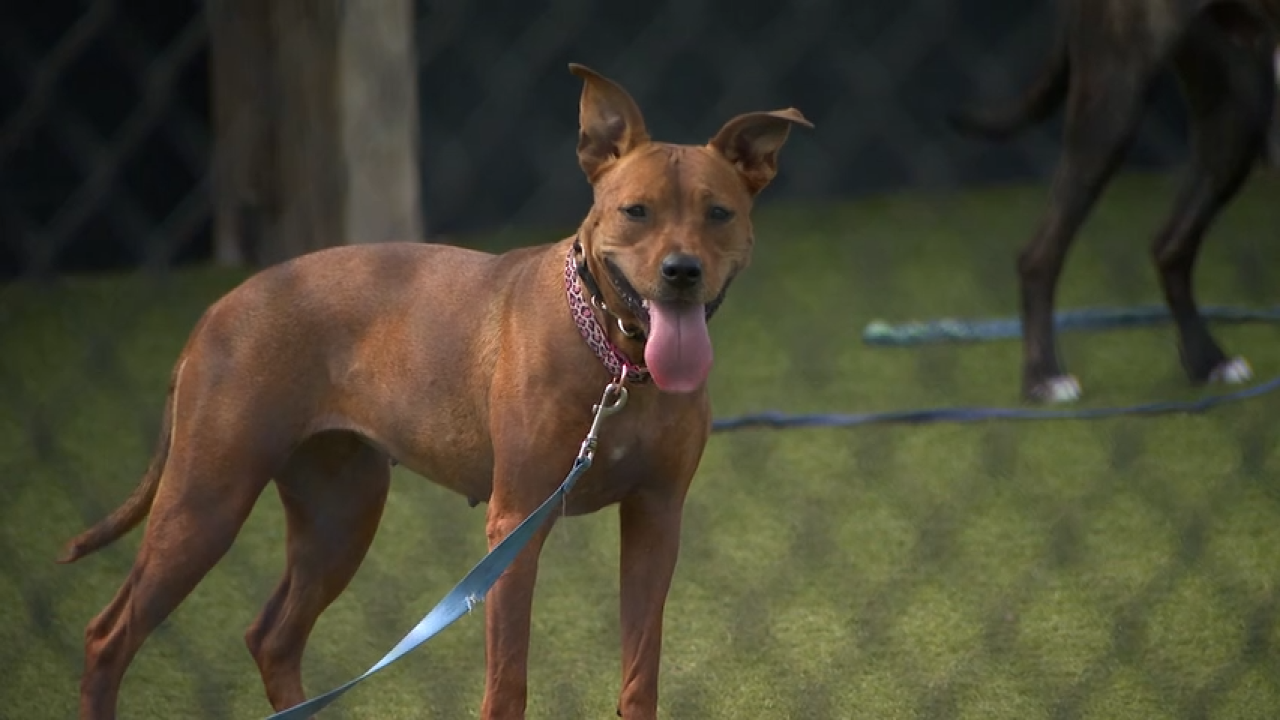 wcac dog.png