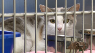 Cats up for adoption