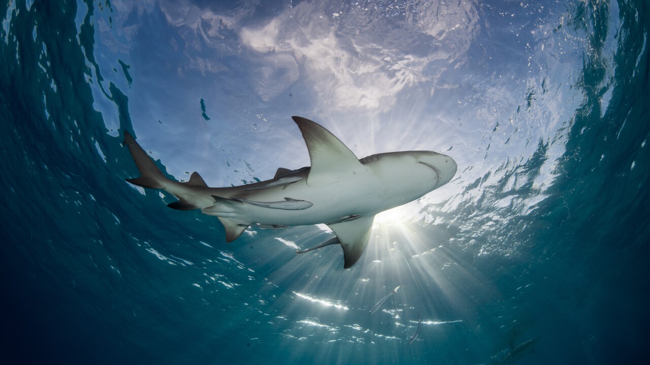 North Carolina Teen Wants To Transform Shark Attack Into Something