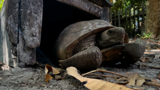 Franklin gopher tortoise