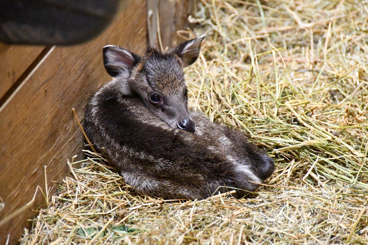 Tufted deer fawn-2.jpg