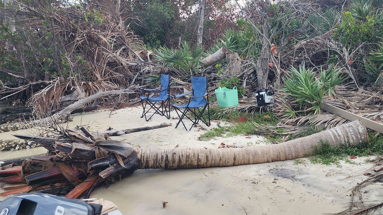 Palm trees cut down at Nathaniel P. Reed Hobe Sound National Wildlife Refuge in Martin County.