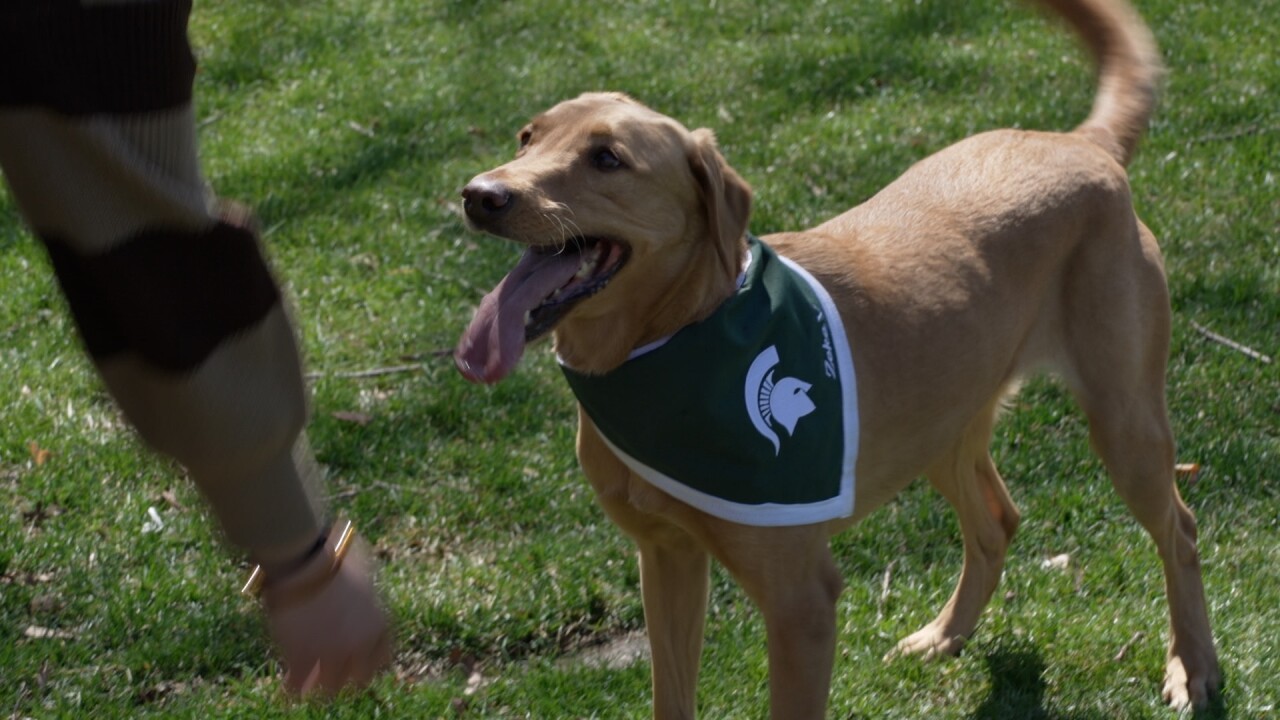 Zeke the Wonderdog V