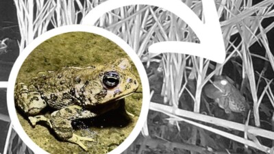Springs Preserve asks community to help name rare toad