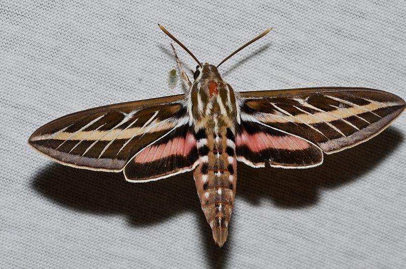 White-Lined Sphinx Moth