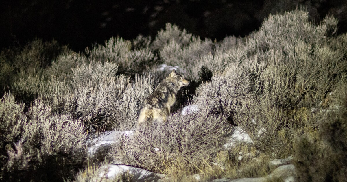 CPW kills elusive uncollared wolf in Routt County believed responsible for 10 depredation events since 2025