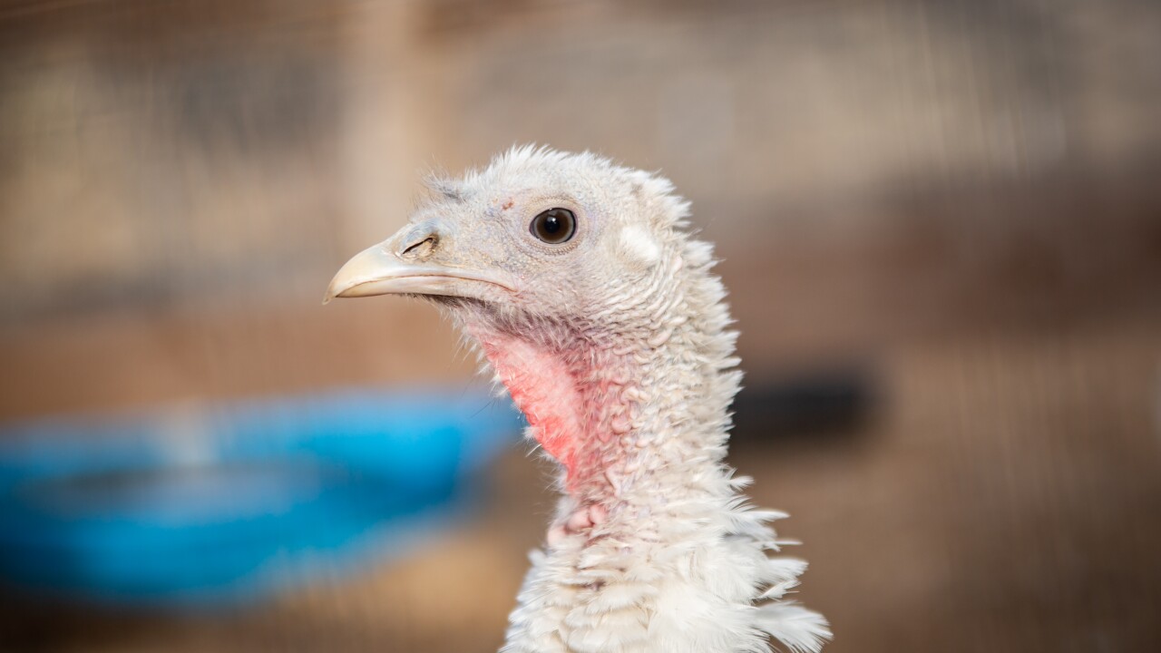 when is turkey season in massachusetts