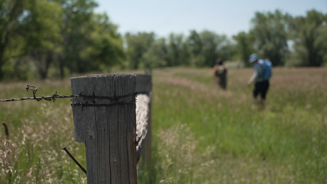 louisville bioblitz 2025 ecological survey