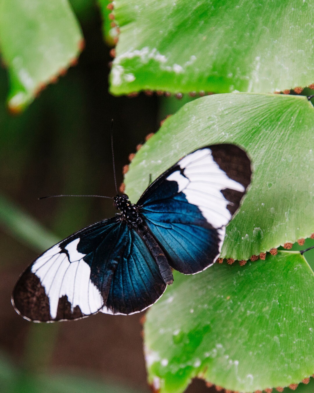 FMGardens Spring Nights.jpg