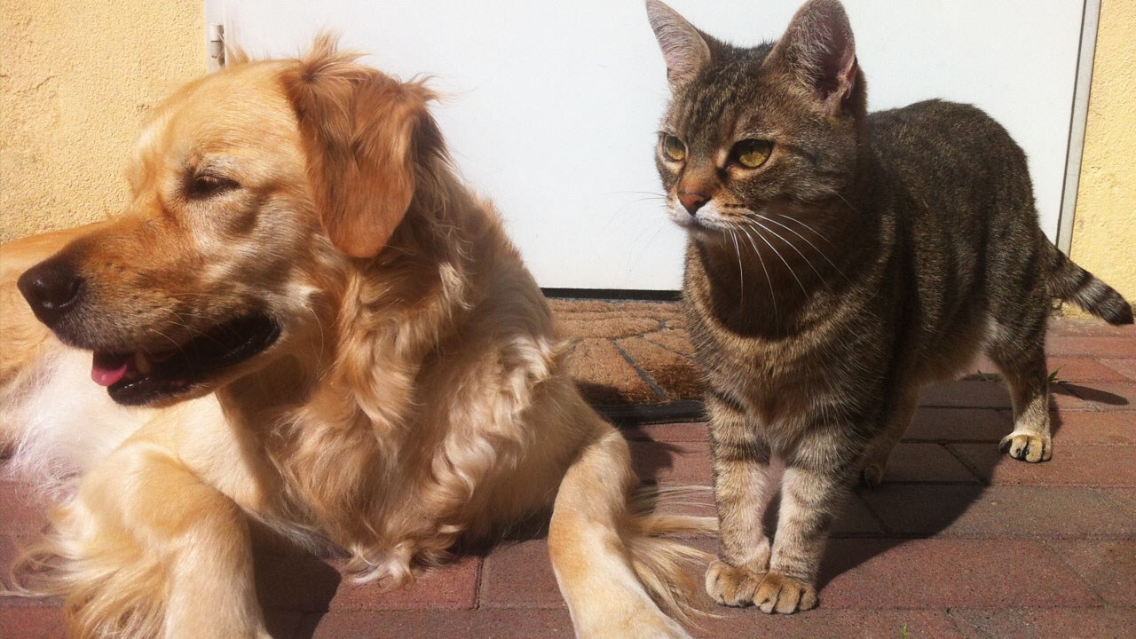 PETS.jpg