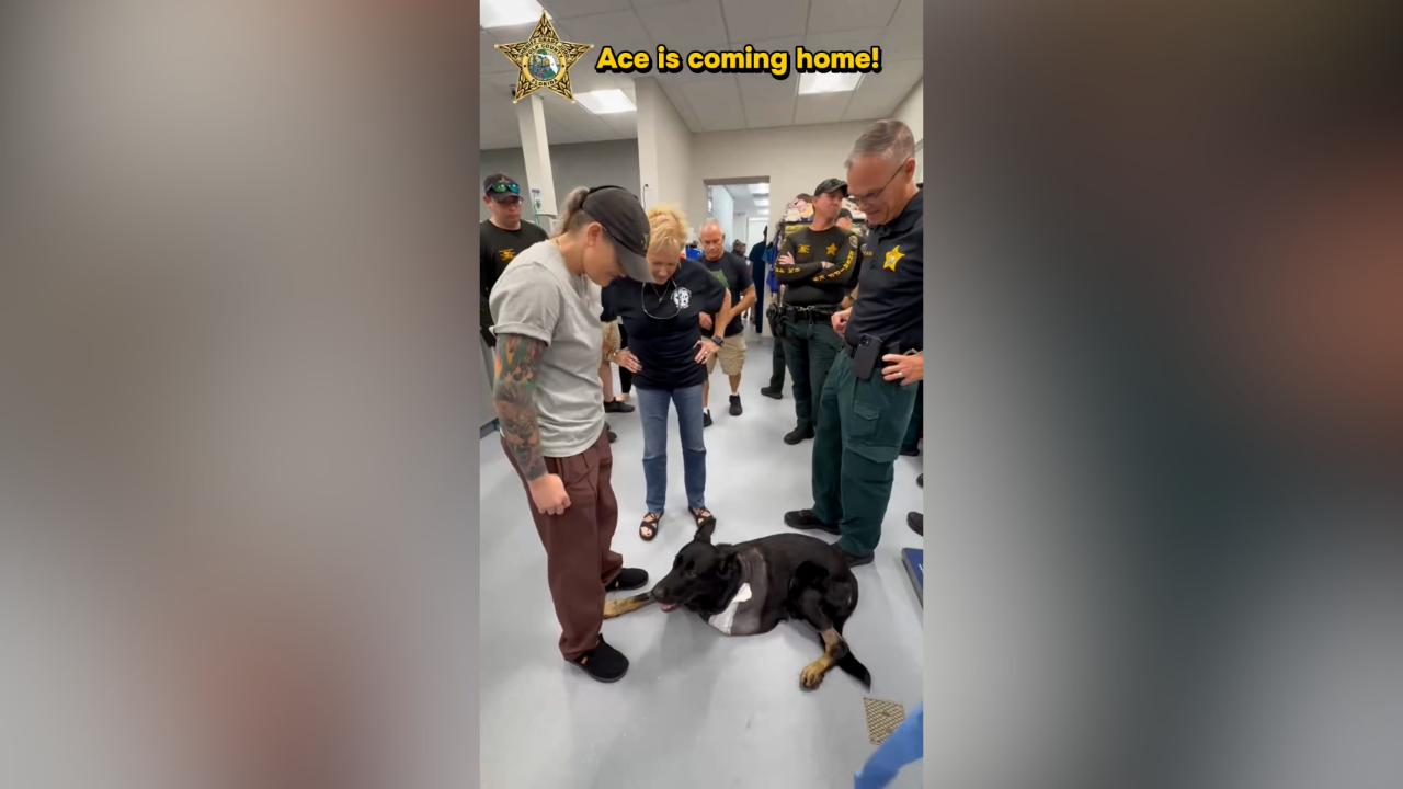 ace coming home