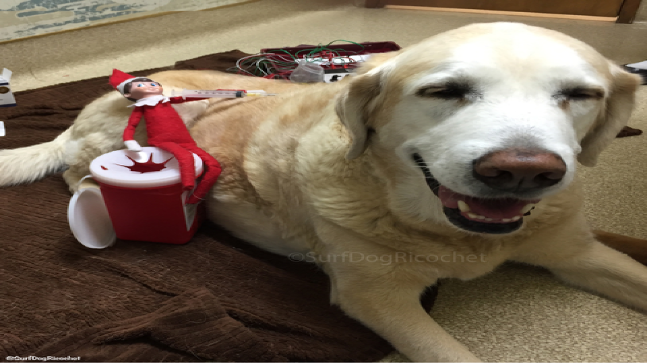 Dogs vs. elf prank war is EPIC