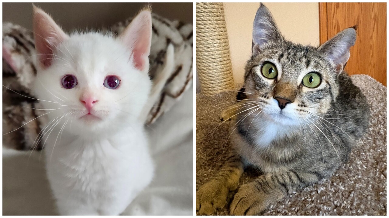 Adoptable Pets Of The Week: Benny and ABBA