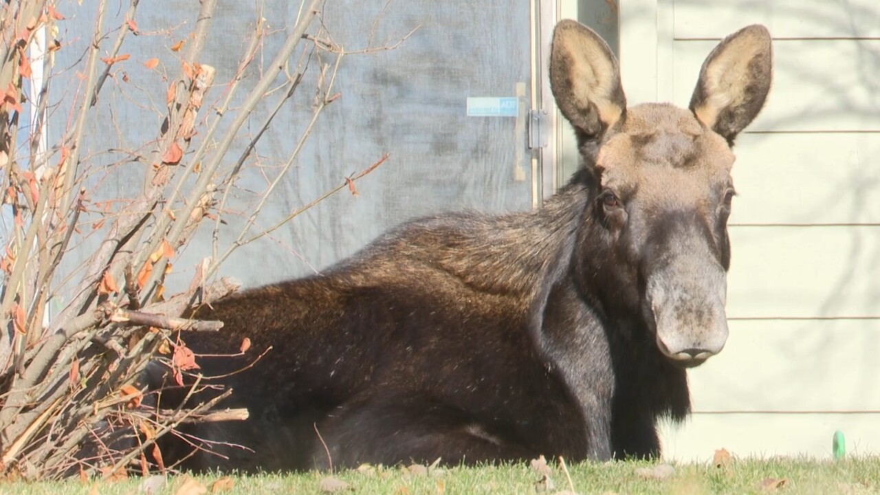Billings urban moose in late November