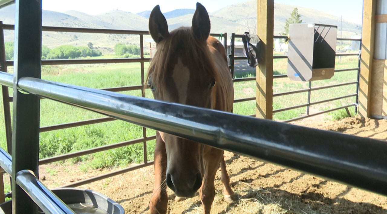 Helena non-profit trains rescue horses for their forever homes