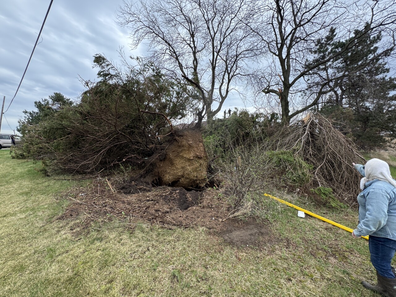 Tree in Jerry's yard