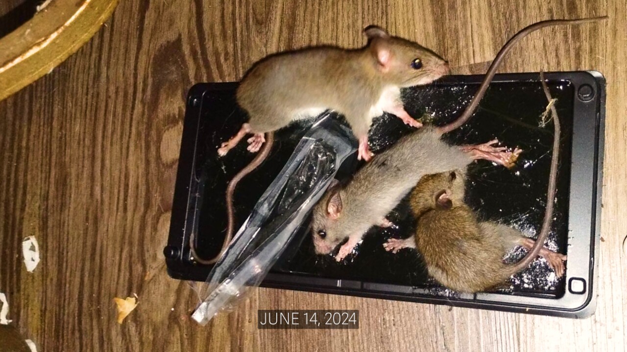Resident trap filled with rats