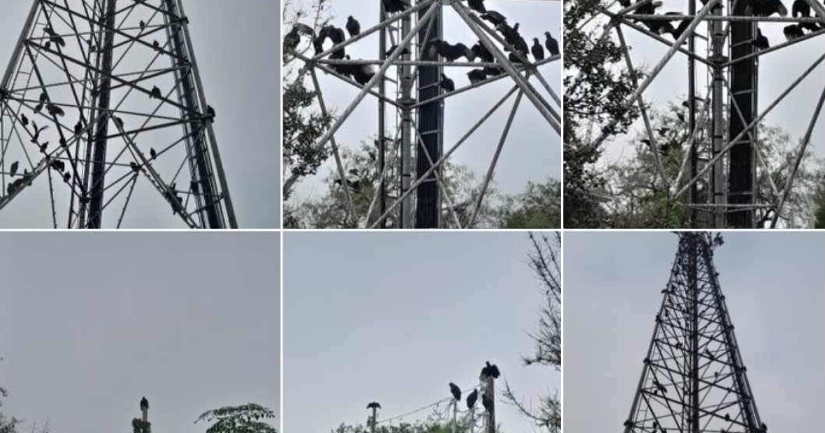 Vultures causing problems for Alice, San Diego residents - Vimarsana News