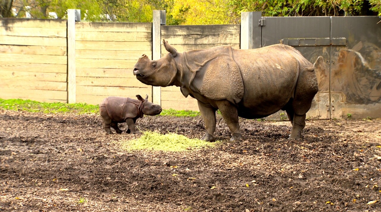 BUFFALO ZOO BABY RHINO.jpg