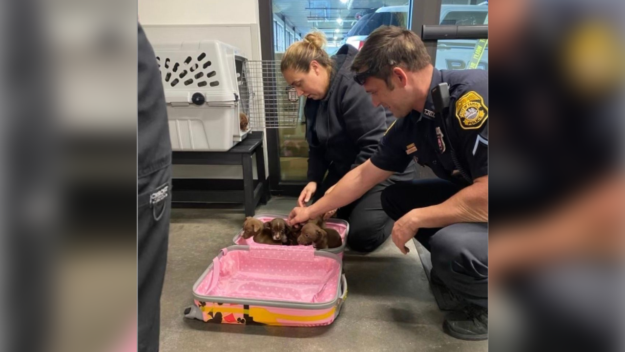 puppies found in suitcase HUMANE SOCIETY OF TAMPA BAY 1.png