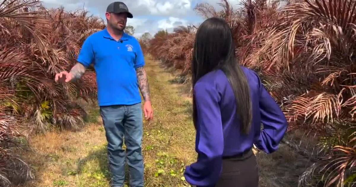 Florida nurseries face millions in losses after historic freeze devastates tropical plants