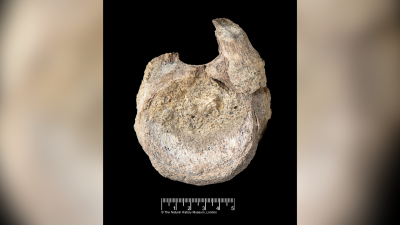 This image provided by the Natural History Museum shows a fossil found in Antarctica that belongs to a group of dinosaurs called titanosaurs.