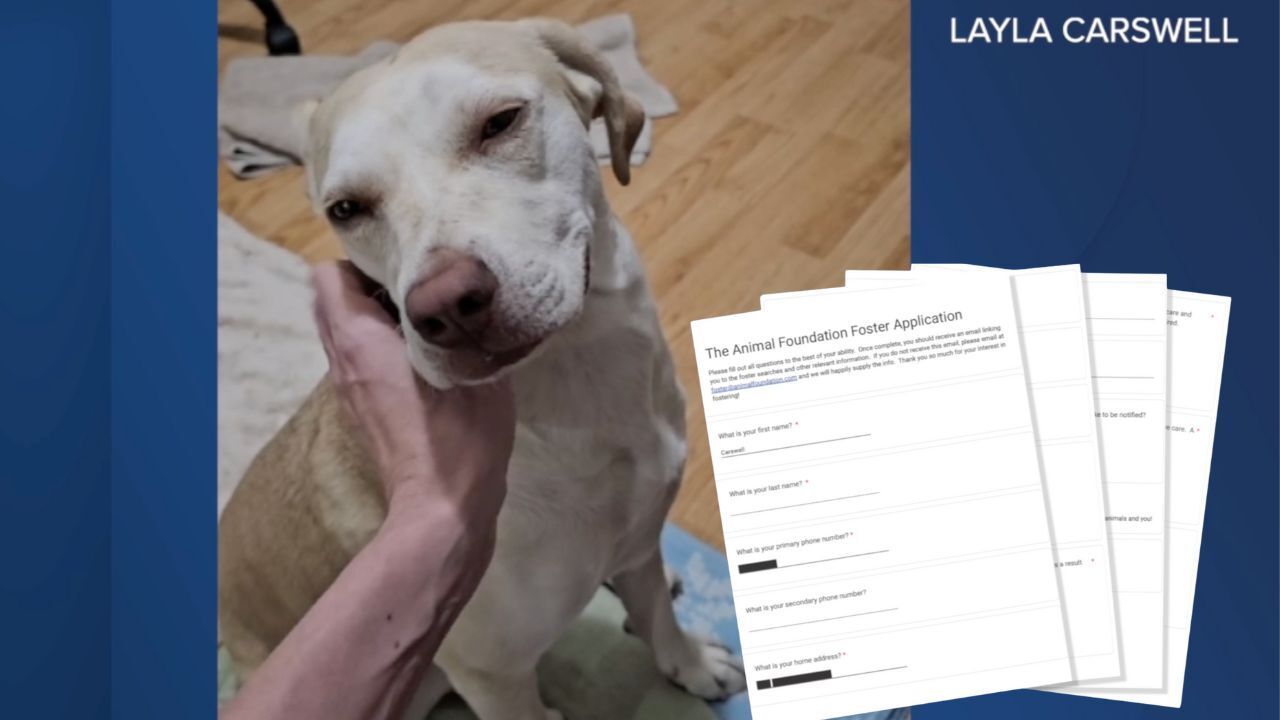 Foster dog update