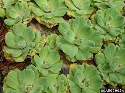 waterlettuce.jpg