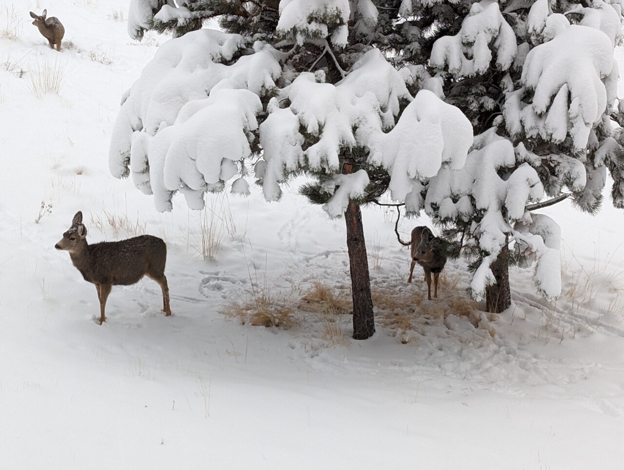 Woodland Park Michael Samp