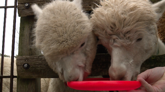 These gentle animals love to be fed.