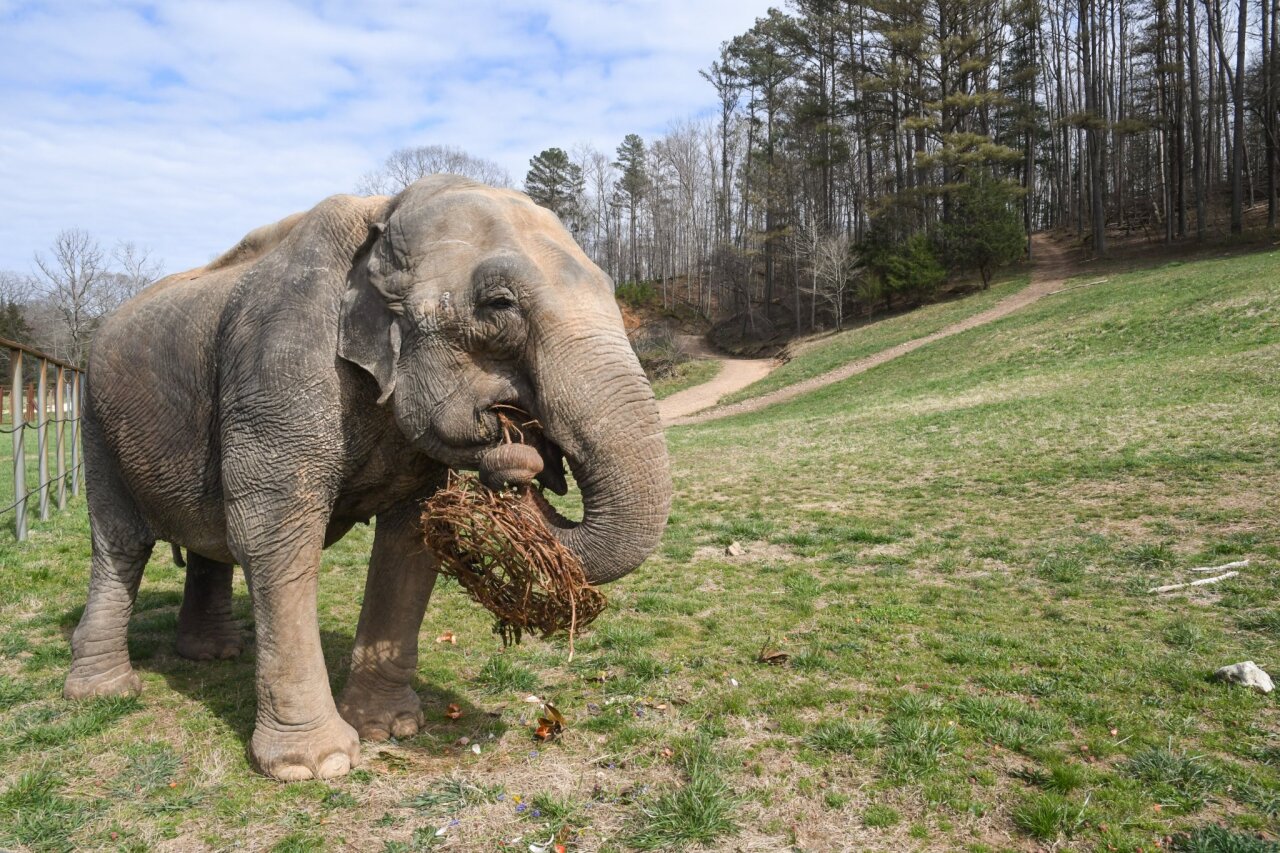 edible easter basket of grape vines at africa barn elephant sanctuary