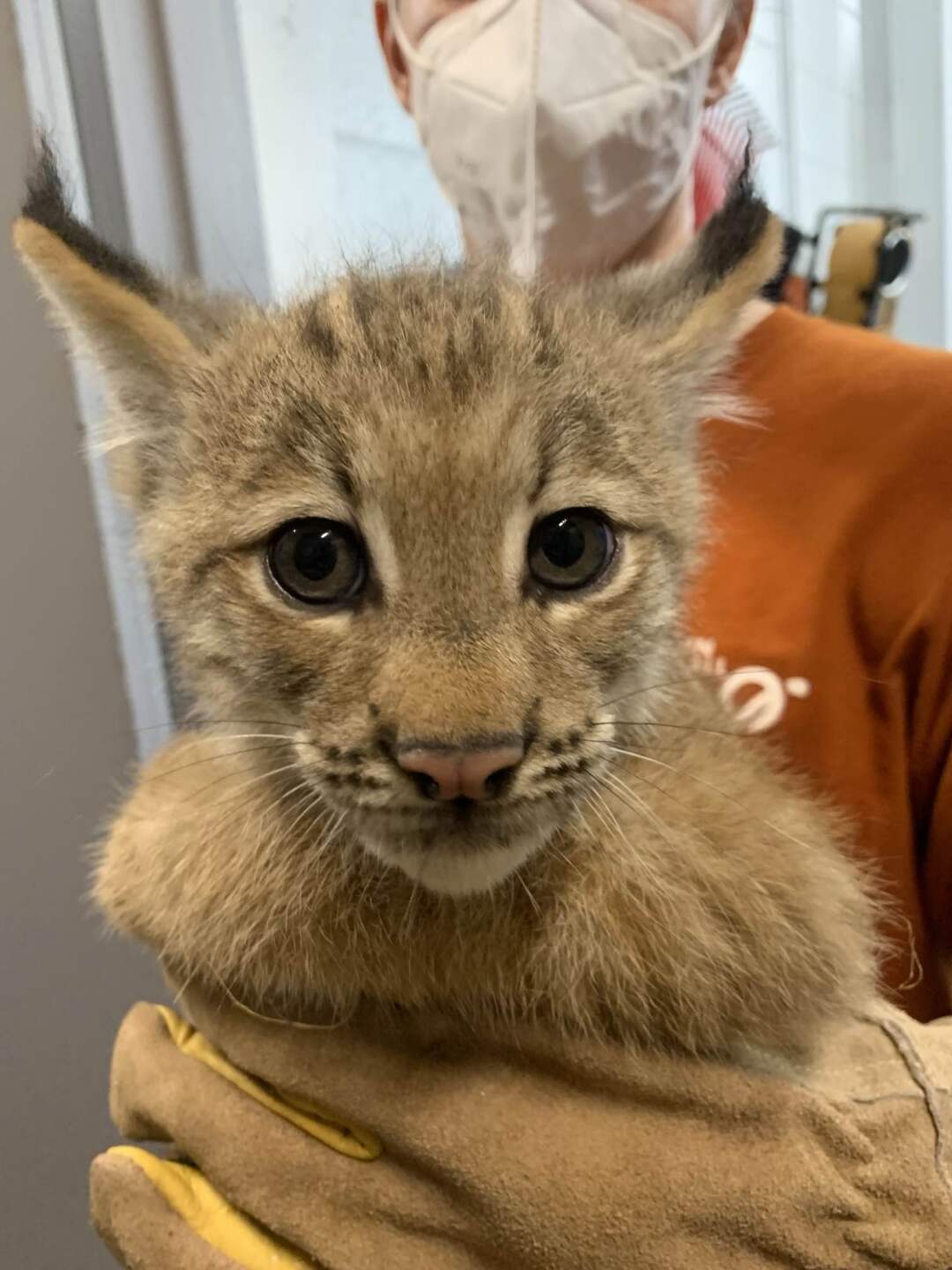 Yukon, Lynx born May 23 2024 at John Ball Zoo