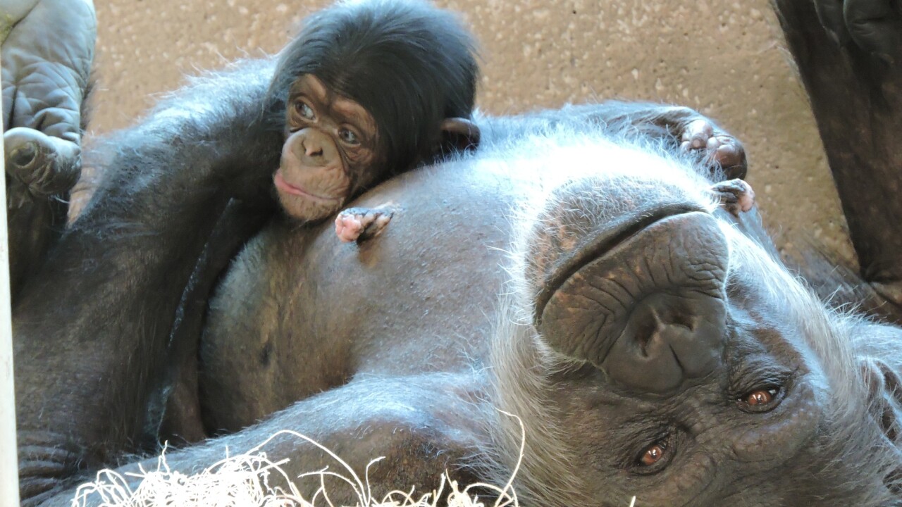 Detroit Zoo Chimpanzee