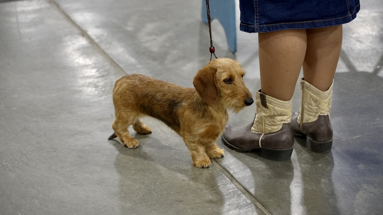 YVKC dog show