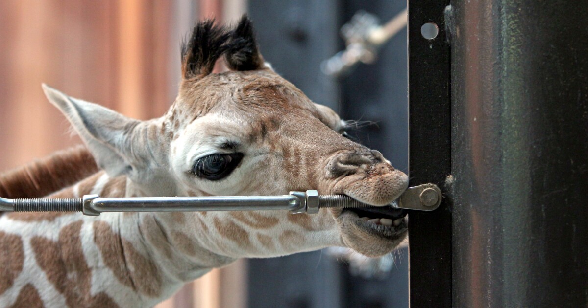 Animals at Wisconsin zoos to receive COVID19 vaccine