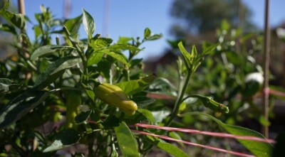 Farm bill heads to U.S. Senate amid rising costs for Central Texas ranchers