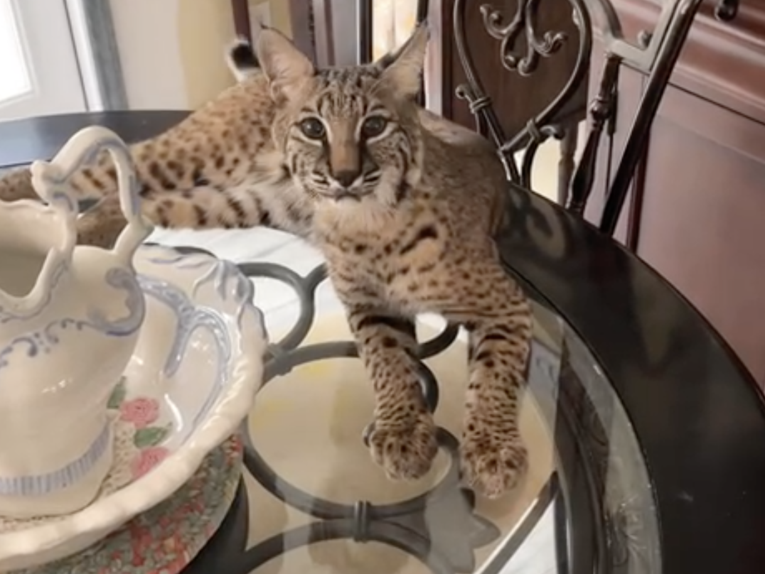 Kentucky Fish and Wildlife officers seized 'Bane' a potty-trained pet bobcat from a Grant County home in February