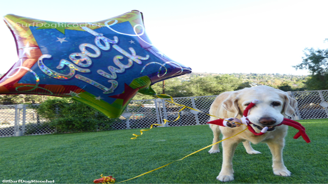 Dogs vs. elf prank war is EPIC