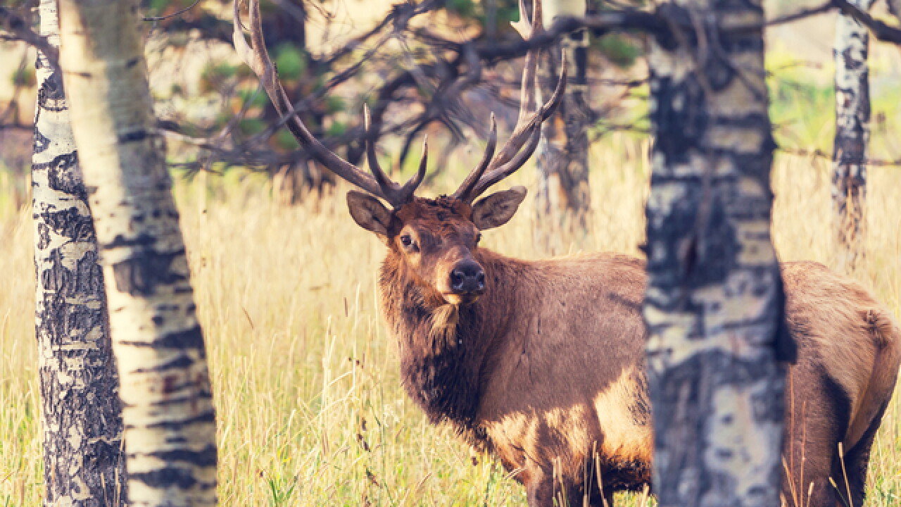 Wisconsin DNR calls first round of elk hunt success despite illegal harvesting