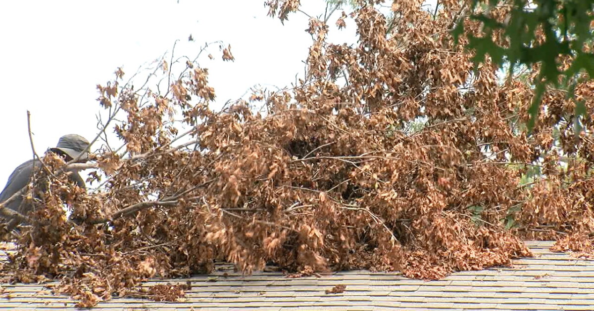 Private tree debris contractors swamped after Fathers Day storm - Vimarsana News