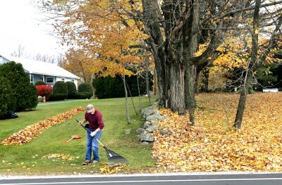 Raking leaves