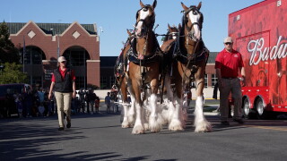 clydesdales.jpg