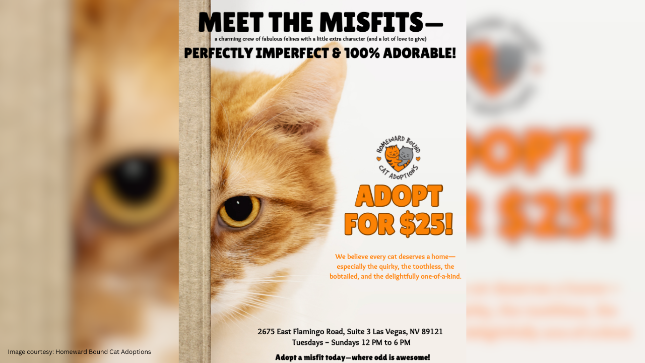 Misfit cats
