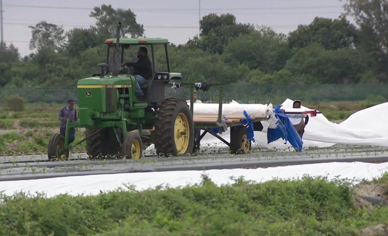 Workers at Alderman Farms located west of Boynton Beach were busy on Jan. 30, 2026, covering crops ahead of freeze warning in Palm Beach County.
