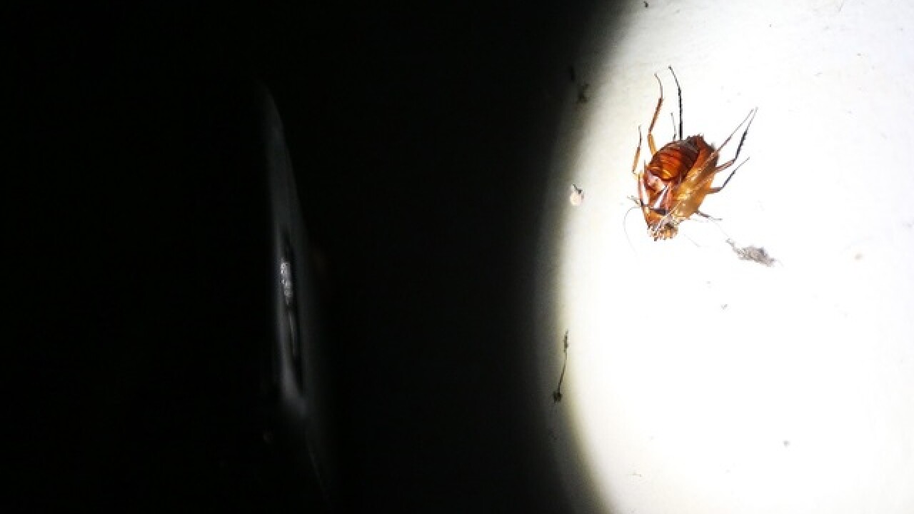 These cities have the worst roach and rodent infestations