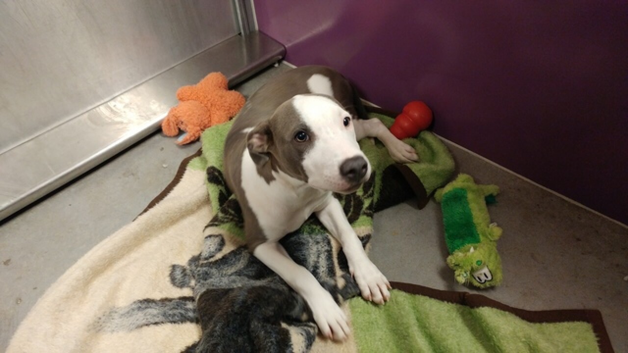 Liberty, Missouri City Council holds study session to examine pit bull
