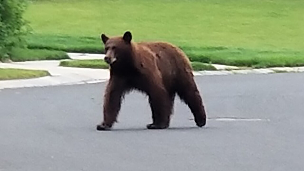 BROOMFIELD BEAR.jpg