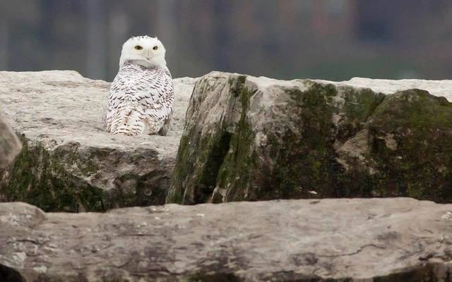 PHOTOS: Snowy owls return to the shores of Lake Erie