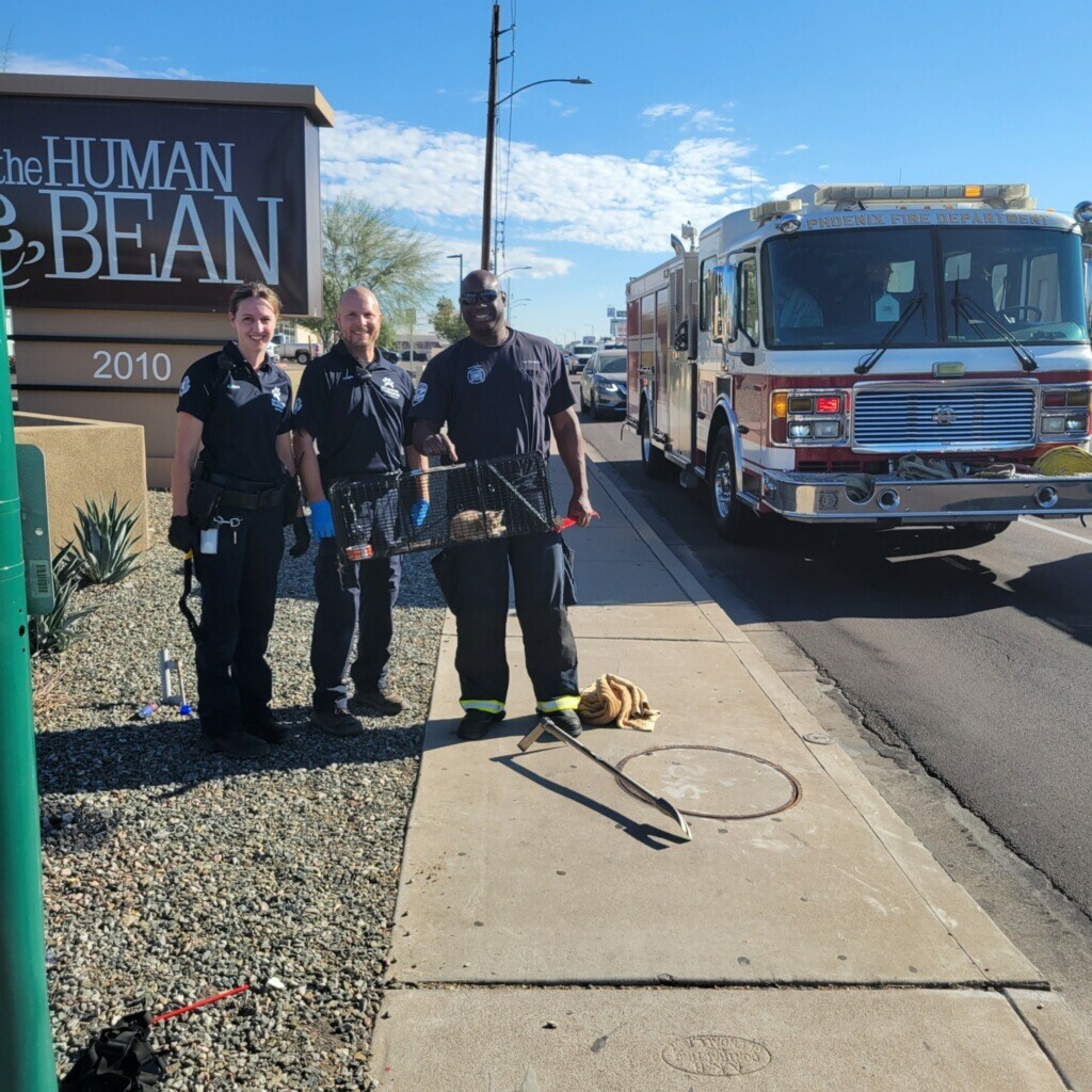 Kitten in Drain - rescued w AHS and Phx Fire.jpg